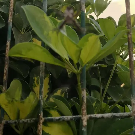 Wonderful Sea Views By Vapago Tenerife Appartamento *