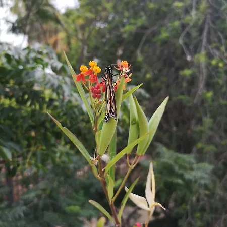 Appartamento Wonderful Sea Views By Vapago Tenerife Costa Del Silencio
